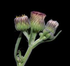 Image result for Blumea axillaris