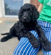 Bluegrass Super Dogs