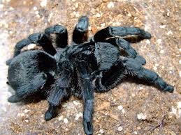 It also allows your pet to behave more naturally, by. Diary Of A Mad Pet Enthusiast Species Of The Day Brazilian Black Tarantula