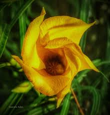 Image result for Cascabela thevetia