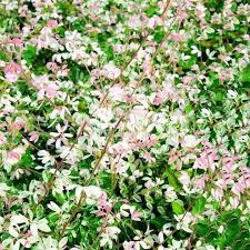 We did not find results for: Laman Herba Jenis Pokok Bunga Daun Warna Cantik 1 Nama Facebook