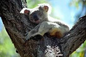 Koala In Noosa National Park Koala Photography Tours Noosa