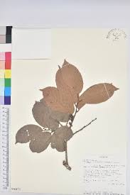 Image result for Bridelia micrantha