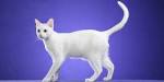 Khao Manee Cat Breed Pictures, Characteristics, & Facts