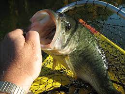 Part 1: How To Become A Better Bass Angler - Partsvu Xchange