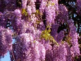 We did not find results for: Vivai Montina Wisteria Sinensis Texas Purple