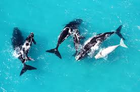 hewan yang hidup berkelompok