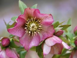 Of course, some will do better in dry shade, and others will do best in a much moister location. Plants That Grow In Full Shade