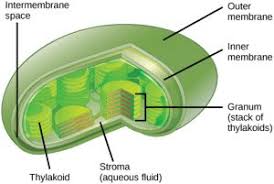 Types of chemical bonds worksheets answer key. Mitochondria And Chloroplasts Principles Of Biology