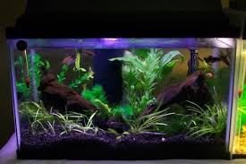 Female Betta Sorority Betta Aquarium Aquarium Fish Tank Betta Fish Tank