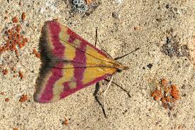 Image result for Pyrausta sanguinalis