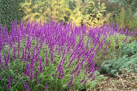 It flowers from late sumer through autumn and into winter. Salvia Santa Barbara