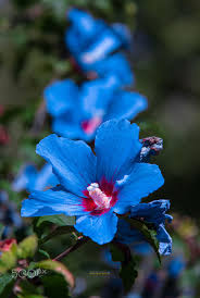 Real Black And Blue Flowers Blue Flower By Mehmet Coban On 500px Blue Flower Wallpaper Blue Flower Photos Blue Flowers Garden