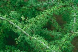 Image result for Acacia brevispica