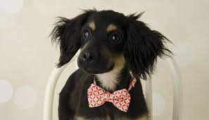 Here's 500 old fashioned dog names. 500 Old Fashioned Dog Names Puppy Leaks