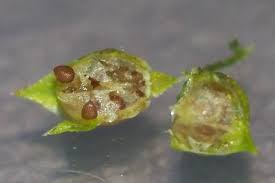 Image result for Oldenlandia goreensis