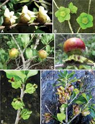 Image result for Diospyros consolatae