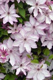 Full sun or partial shade. 10 Best Clematis For Shade Ideas Clematis Clematis For Shade Plants