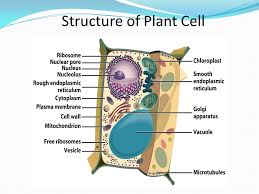 Microtubules are basic structures of spindle apparatus, centrioles ,basal bodies, cilia and flagella.they are also present in other cellular structures like they control orientation of the cellulose microfibrils in the plant cell wall. Cell Physiology By Dr Vani Gupta Ppt Download