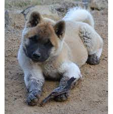 Akita puppies for sale sydney. Registered Akita Dog Breeders Australia