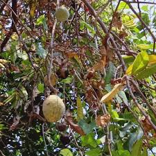 The image is available for download in high resolution quality up to 4360x2907. Buah Nona Atau Mulwo Gundul Yang Sudah Semakin Langka Tapi Mempunyai Banyak Manfaat Halaman 1 Kompasiana Com