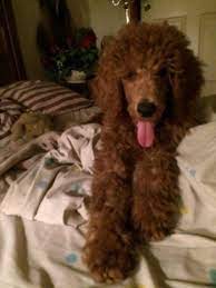 We did not find results for: Akc Red Standard Poodle Puppies For Sale In Yuba City California Classified Americanlisted Com