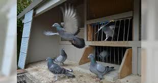 Cara membuat pakan burung merpati, merpati merupakan salahsatu burung yang banyak dipelihara oleh manusia di berbagai bangsa. Melatih Merpati Agar Kembali Ke Kandang Giring Kandang Merpati Indonesia
