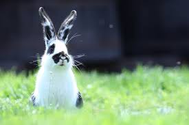 Where can i find pet insurance for rabbits? Vaginal Discharge In Rabbits Symptoms Causes Diagnosis Treatment Recovery Management Cost