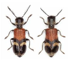 Image result for Loxodera bovonei