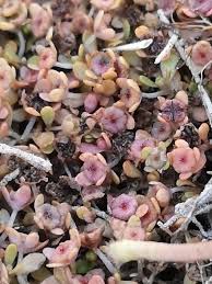 Image result for Elatine