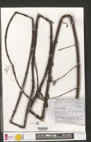 Image result for Pycnobotrya