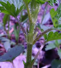 Image result for Urtica