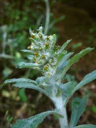 Image result for Gnaphalium polycaulon