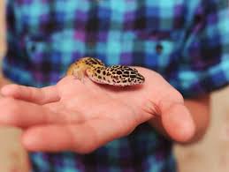 How to find the best aquarium shop near you. 4 Diseases Your Pet Reptile Can Give You Petmd