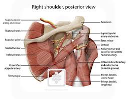 17 photos of the diagram of shoulder muscles and tendons. Nerves Of The Shoulder Shoulderdoc