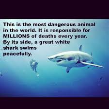 The Real Threat Is Humans For Every One Human Killed By A Shark There Are Approximately 25 Million Sharks Killed B Dangerous Animals White Sharks Scary Facts