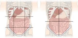 Other versions, where available, can be viewed by clicking on an organ. Quadrants And Regions Of Abdomen Wikipedia