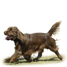 Image result for sussex španěl