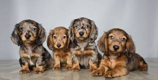 They are wary of strangers and will alert their family to visitors or out of the ordinary mini dachshund's are relatively easy to care for. Puppies For Sale Orlando Fl Chiweenie Puppies Daschund Puppies Dachshund Puppies For Sale