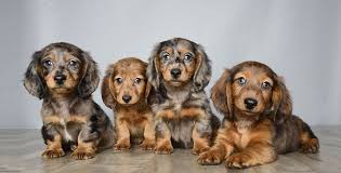 However, free doxie dogs and puppies are a rarity as rescues usually charge a small adoption fee to cover their expenses (usually less than. Puppies For Sale Orlando Fl Chiweenie Puppies Daschund Puppies Dachshund Puppies For Sale