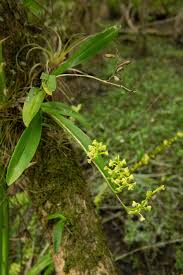 Image result for Polystachya kermesina