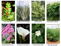 Kis Bahcelerinde Bitki Secimi Plant Dergisi