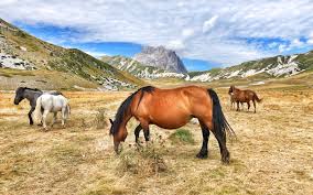 The gran sasso and monti della laga national park is a natural park located mostly in abruzzo, italy.it was established in 1991, it has an area of 2,014 square kilometres (778 sq mi), and it is mainly spread out across the province of teramo, l'aquila, pescara, with small areas in the province of rieti and ascoli piceno. 5 Esperienze Da Vivere Nel Parco Del Gran Sasso In Abruzzo Oltreilbalcone
