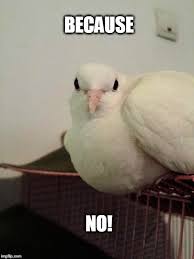 Because Dove Imgflip