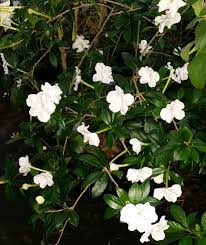 Image result for Brunfelsia