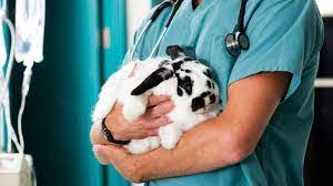Además, aprender inglés para los veterinarios se convierte en una inversión, ya que al dominar el inglés, mejoran tus expectativas salariales. Terminos Veterinarios En Ingles Eduk T