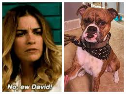 I saw my first Eww David license plate today!!! I freaked out! Lol!!