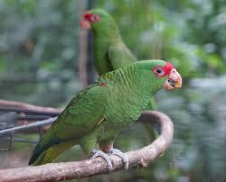 Conheça as 13 espécies de papagaios do Brasil - Parque das Aves