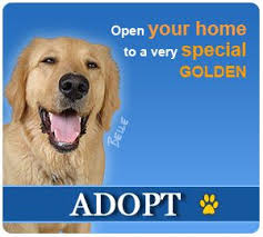 This is because adopting a golden retriever puppy or dog is a serious matter that will affect the next ten to. Golden Retriever Rescue Of Houston Adopt Foster Rescue A Golden Retriever Home Backup Golden Retriever Golden Retriever Rescue Retriever