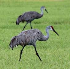 Birds Of Central Florida Sandhill Cranes Feeding In Pairs In Central Florida Wildlife Photography Animals Wildlife